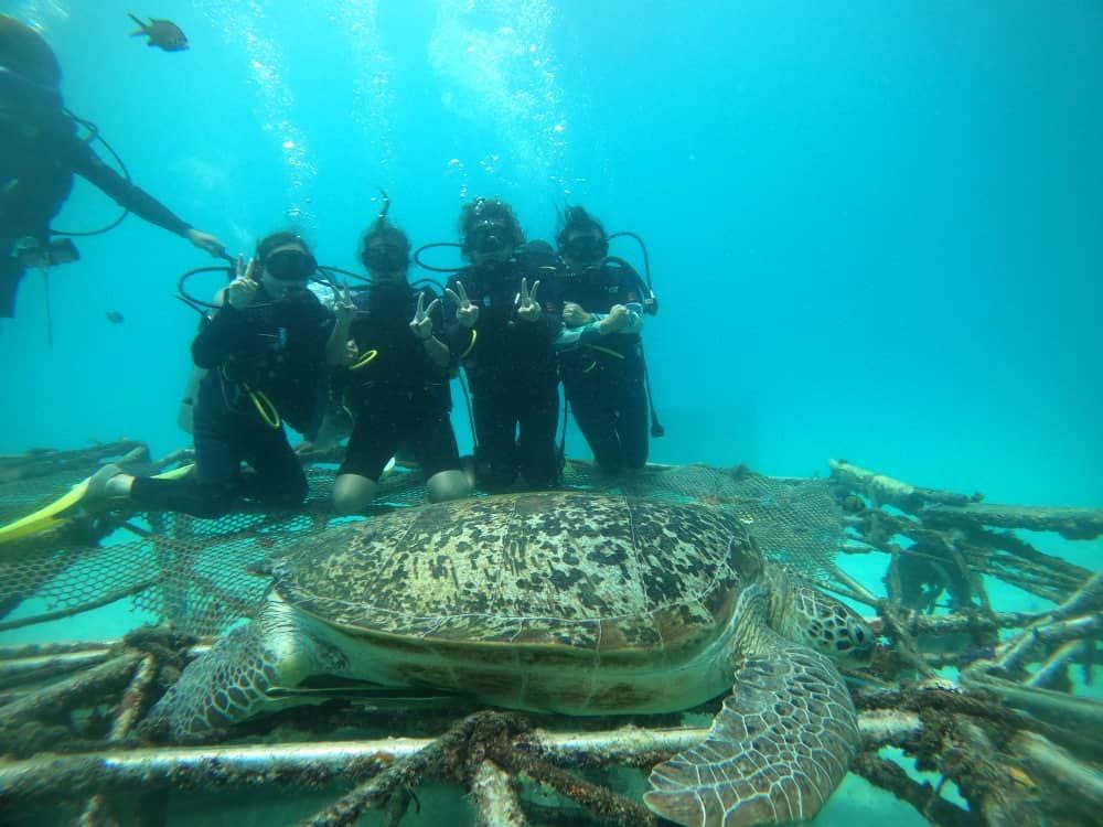 Fun Dive Route B (Timba Timba, Mataking, Pom Pom Island) - License