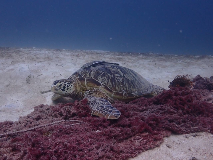 (No License) Discover Scuba Dive Route C (Bohey Dulang, Mantabuan & Sibuan)